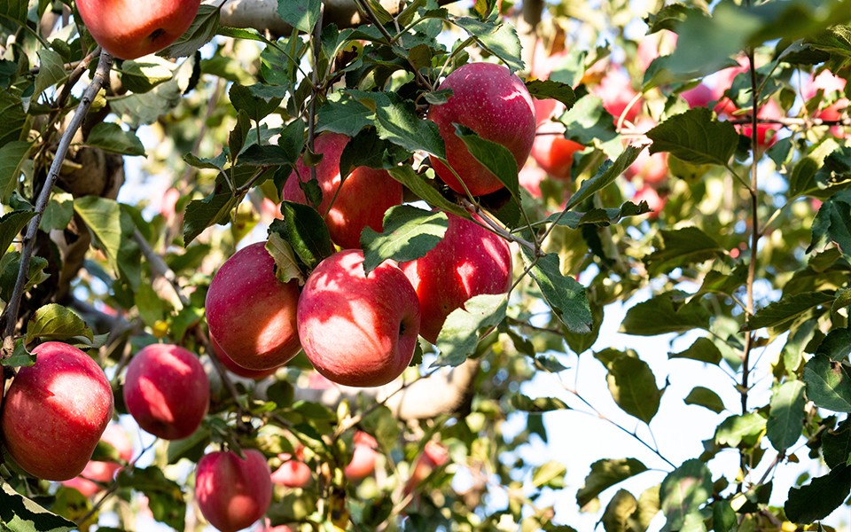 cp42-2.jpg cp42-2.jpg